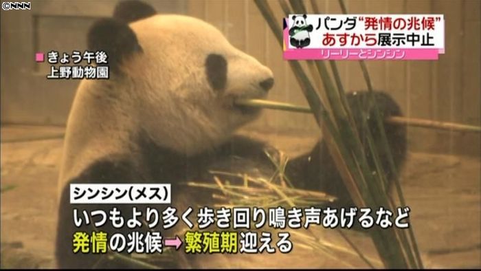 上野のパンダが繁殖期、7日から展示中止