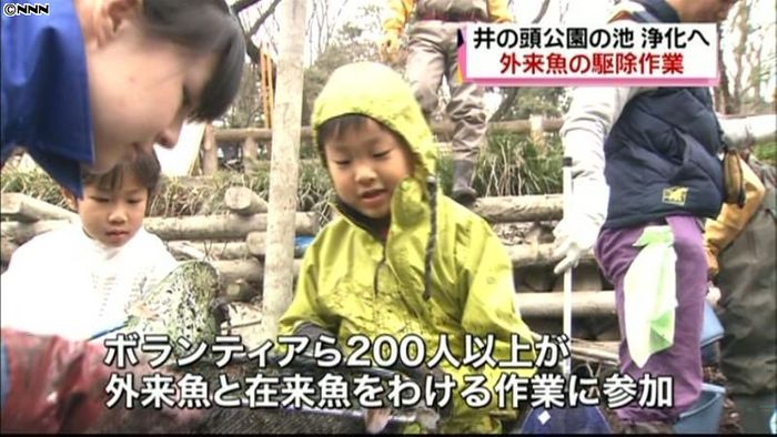 水抜き作業の井の頭公園で外来魚の駆除作業
