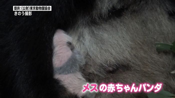 誕生から２週間　上野パンダの最新映像