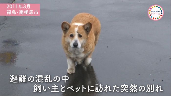 その哭き声が聞こえるか 避難区域の動物達