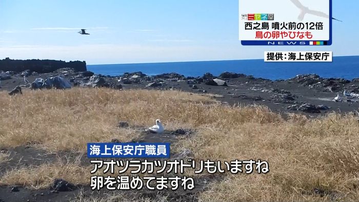噴火前の12倍、鳥の姿も 西之島最新映像