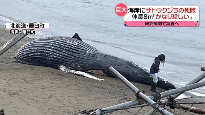 「かなり珍しい」体長8メートル…海岸にザトウクジラの死骸　北海道羅臼町