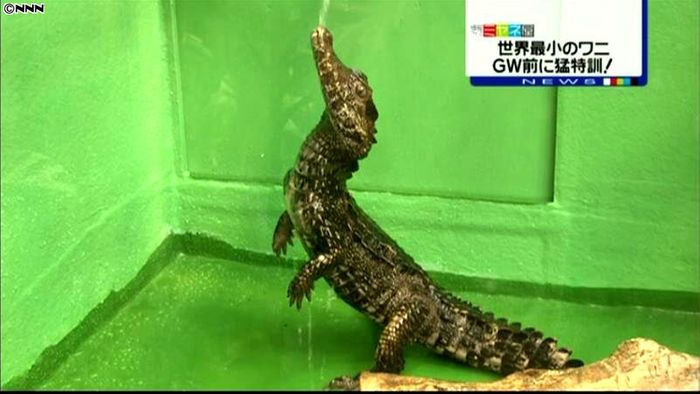 世界最小のワニ、GWを前に猛特訓!