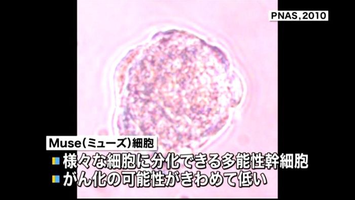 「Muse細胞」使った人工皮膚 実用化へ