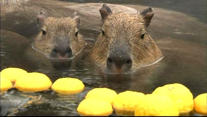 温かいね♪カピバラ家族がゆず湯に 伊東市