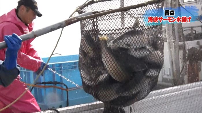 青森の津軽海峡で「海峡サーモン」水揚げ
