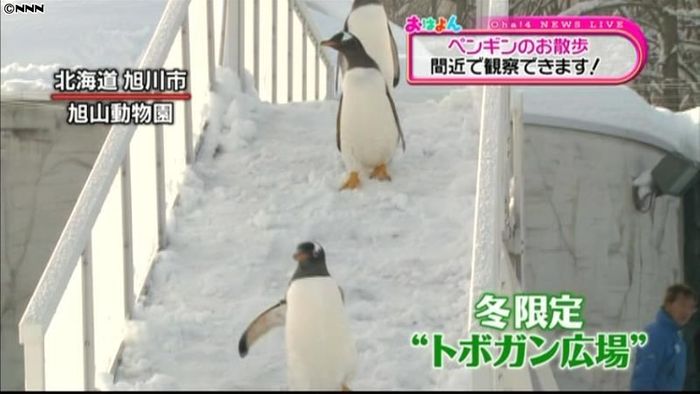 冬限定 旭山動物園にペンギンの雪遊び場
