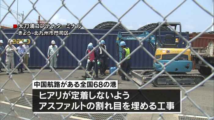 男性ヒアリに刺される 再発防止に向け工事