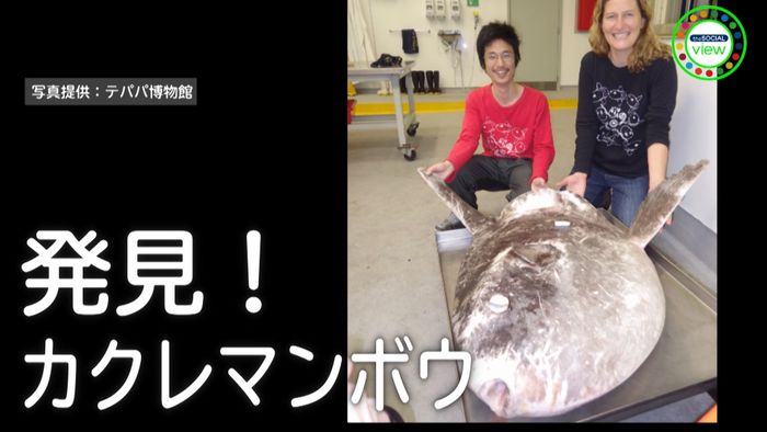 「マンボウ博士」125年ぶりに新種発見!
