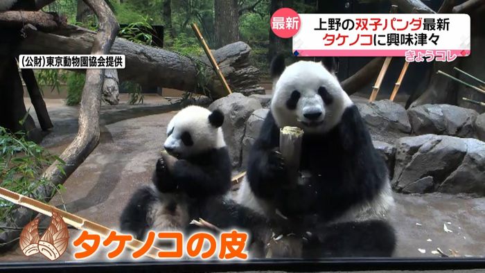 双子パンダ、タケノコに興味津々　上野動物園
