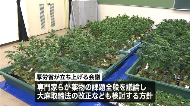 厚労省 大麻使用も検挙 法改正を検討へ