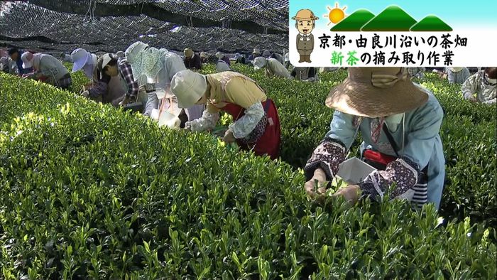 新茶の摘み取り作業行われる　京都・舞鶴市