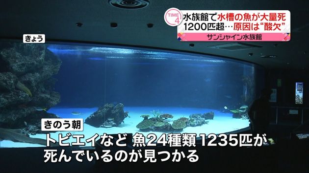 サンシャイン水族館で魚大量死 酸欠原因か