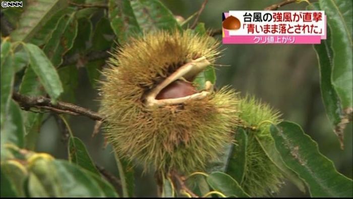 台風の影響、秋の味覚・クリが値上がり