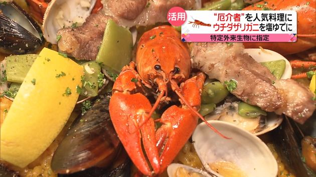 特定外来生物 厄介者 が人気料理に