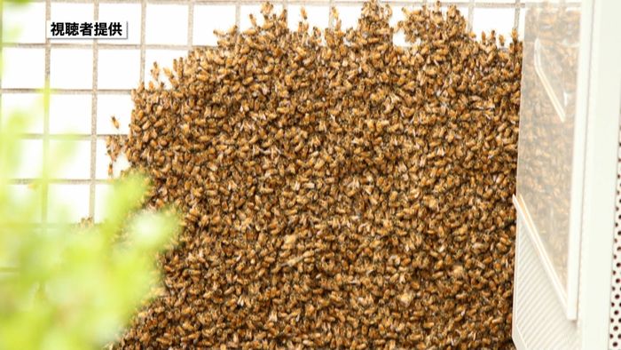 ビル壁にびっしり…ハチ大量発生　新宿区
