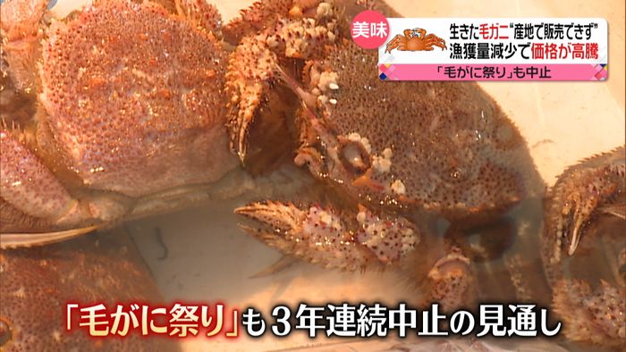 生きた「毛ガニ」産地で販売できず…なぜ?