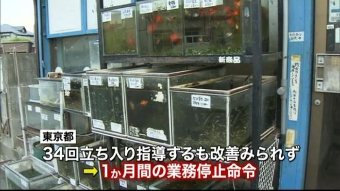 ペットショップに業務停止命令 東京都で初