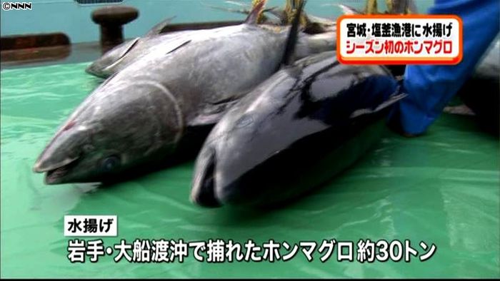 今シーズン初のホンマグロ水揚げ 塩釜漁港