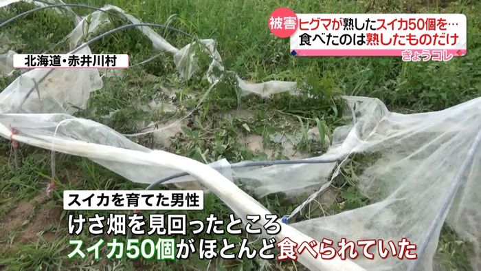 ヒグマがスイカ50個食い荒らす 北海道