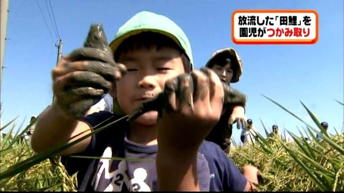 水田に歓声!泥だらけで田鯉のつかみ取り