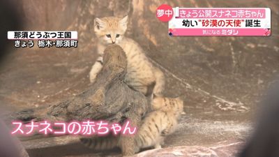 砂漠の天使 スナネコの赤ちゃん 那須どうぶつ王国で一般公開始まる