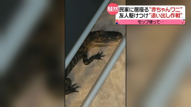 民家に 赤ちゃんワニ 米 フロリダ州