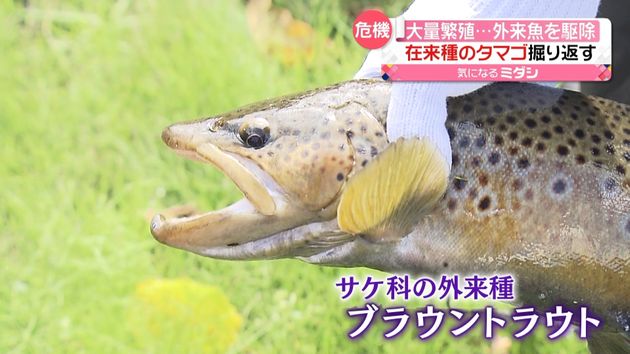 外来魚 ブラウントラウト 大量繁殖で
