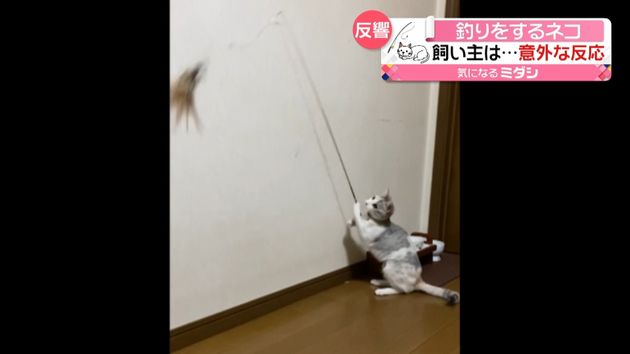 猫じゃらしと格闘 釣りをするネコ 話題