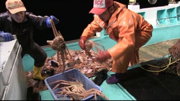 日本海の冬の味覚「越前がに漁」解禁