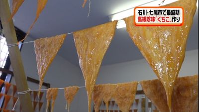 ナマコの高級珍味 くちこ 作りが最盛期