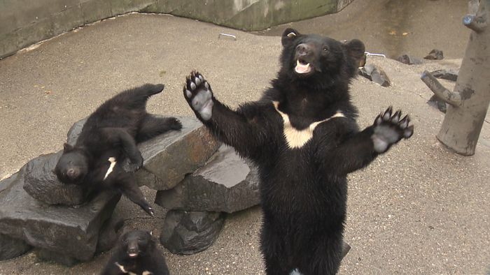 相次ぐ被害 なぜクマは人を“食べた”か?
