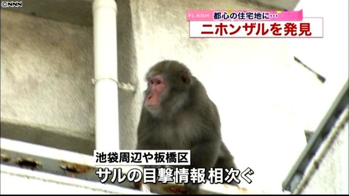 都心の住宅街に“野生”のニホンザル登場!