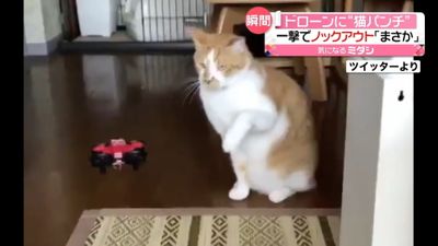 ドローンに 猫パンチ 一撃でノックアウト