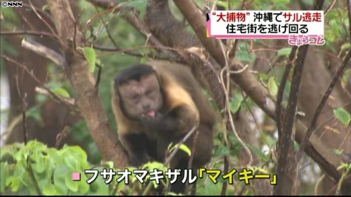 脱走から２日、サルを無事捕獲　沖縄