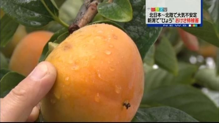 新潟でひょう 「おけさ柿」に被害も