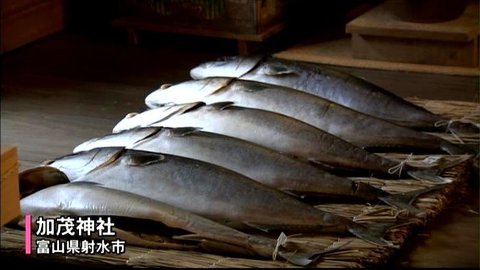 1年の健康祈る「ブリ分け神事」射水市