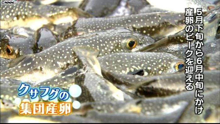2000匹が海岸に…クサフグの産卵ピーク
