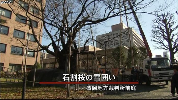 まもなく冬本番…石割桜の雪囲い 岩手