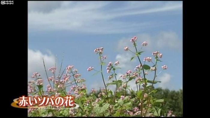 品種改良、赤いソバの花 岡山・美咲町