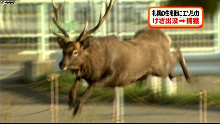 住宅街にエゾシカ出現、捕獲される 札幌市
