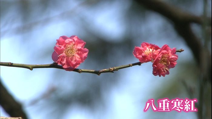 金沢で初氷観測　兼六園で梅など咲き始める