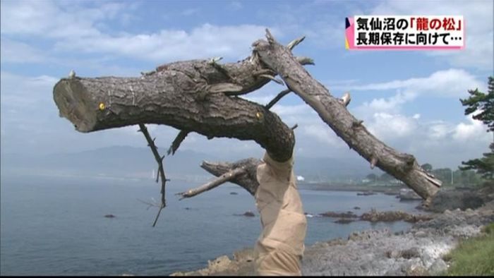 「龍の松」長期保存作業が始まる 気仙沼市
