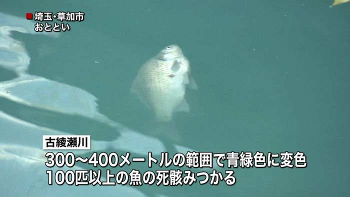 川が青緑…魚が大量死 原因は工場の塩化銅