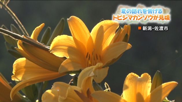 夏の訪れ告げる花 トビシマカンゾウ見ごろ