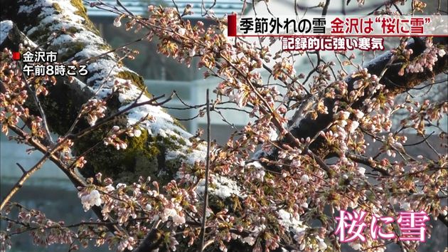 真冬の寒気で季節外れ 金沢では 桜に雪