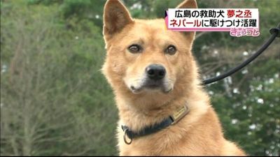 広島の災害救助犬 夢之丞 ネパールで活躍