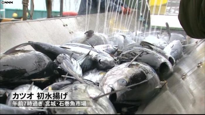 宮城・石巻市でカツオの初水揚げ