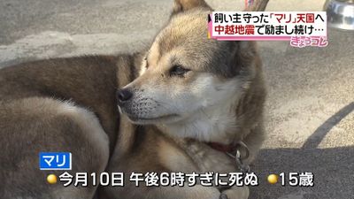 中越地震で飼い主ら守った犬のマリが死ぬ
