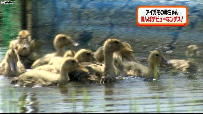 青空の下、アイガモ放つ有機農法 新潟市
